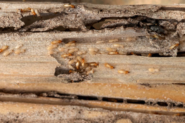Best Insect Control  in Ocean Acres, NJ